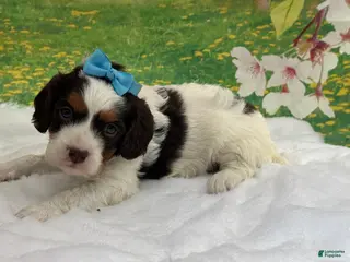 Cavapoo dogs Marty - Ad 19