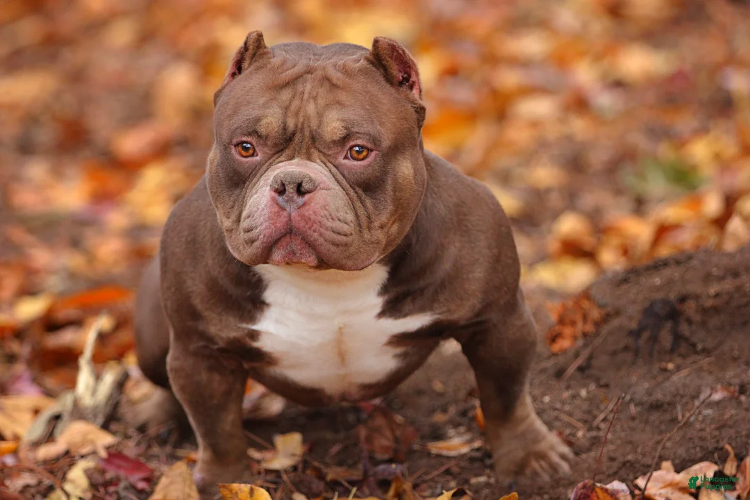 American Bully dogs for sale: Chocolate Merle Male - Ad 6