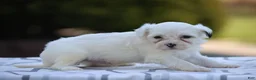 Mixed Breed dogs for sale: Hemlock - Ad 2