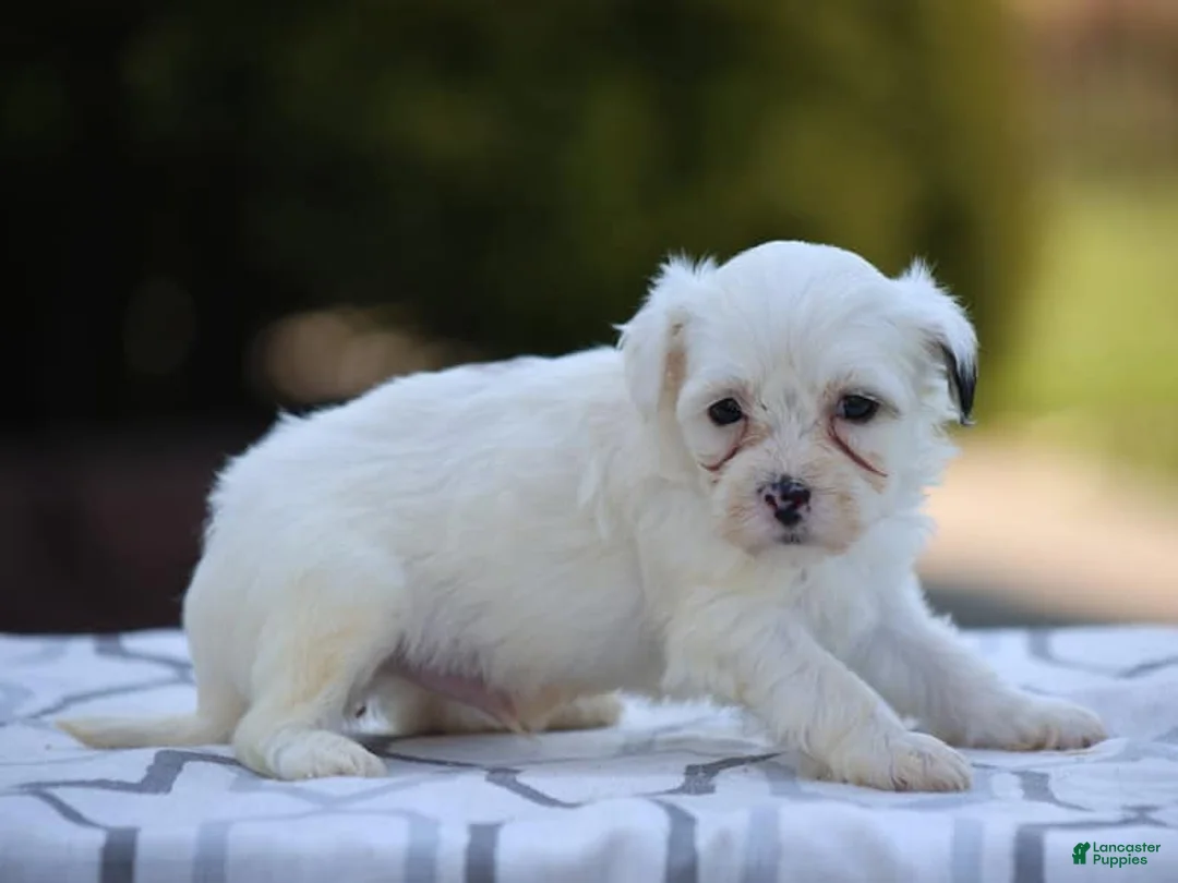 Mixed Breed dogs for sale: Hemlock - Ad 2