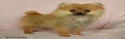Pomeranian dogs for sale: Abby - Ad 3