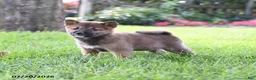 Shiba Inu dogs for sale: Tyler - Ad 2