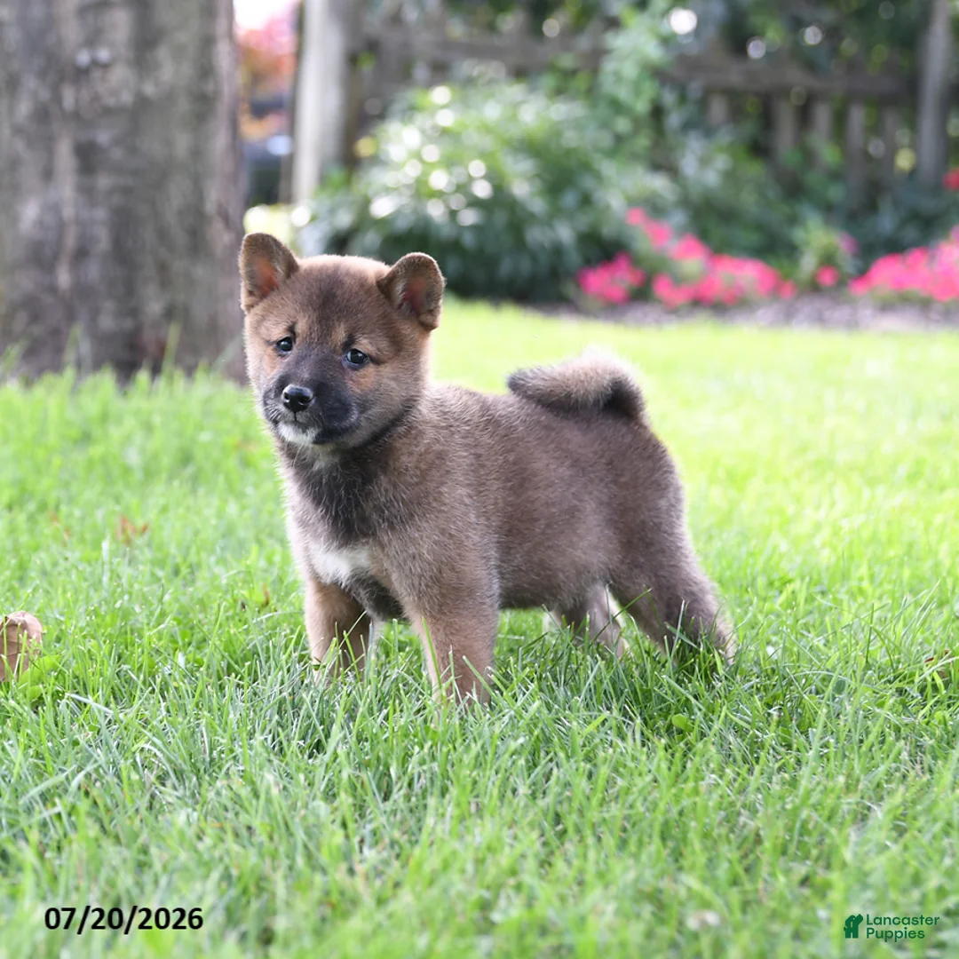 Shiba Inu dogs for sale: Tyler - Ad 2
