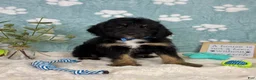 Mini Bernedoodle dogs for sale: Benson - Ad 2