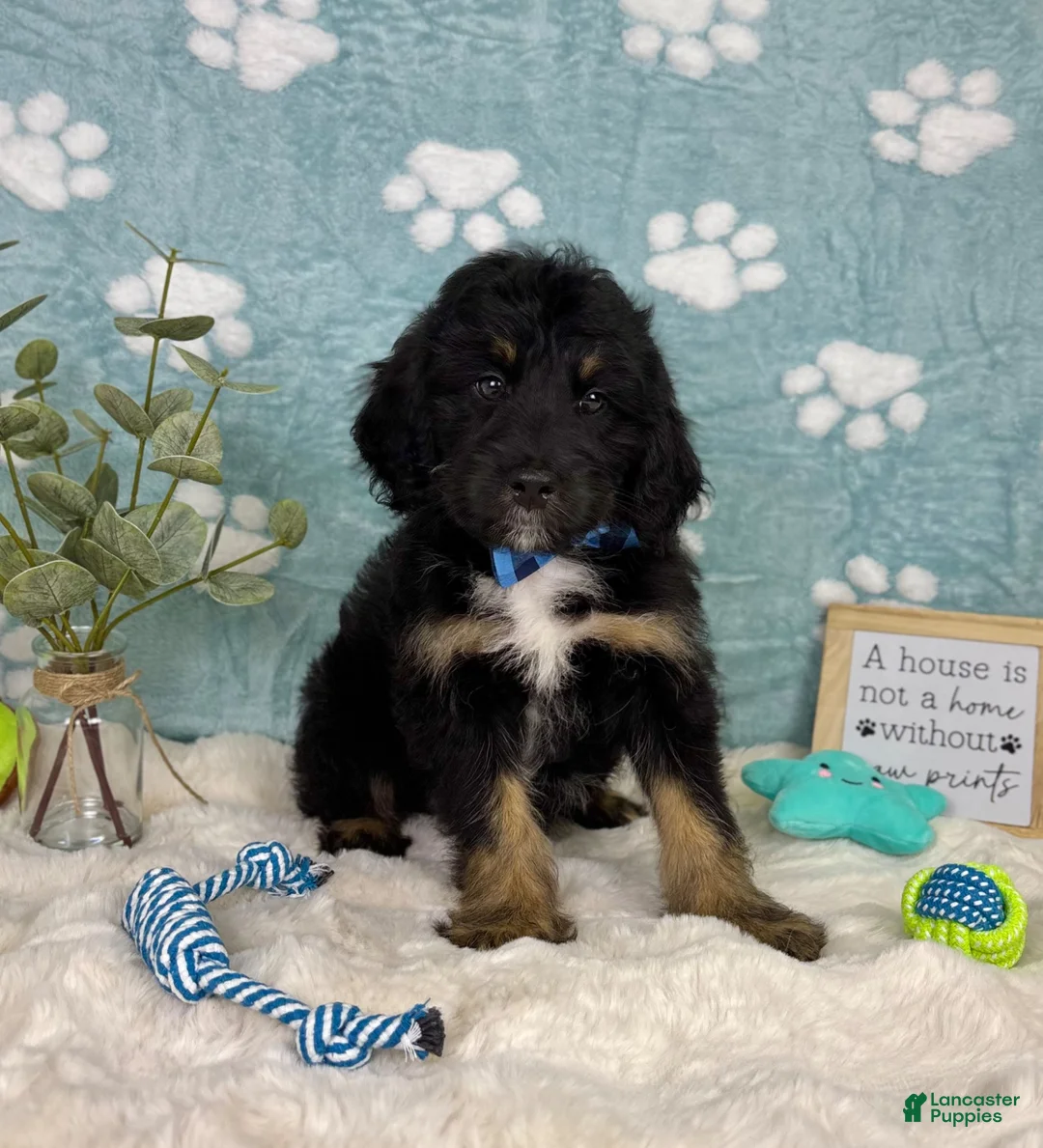 Mini Bernedoodle dogs for sale: Benson - Ad 2