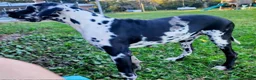 Great Dane dogs for sale: Black Male Blue Collar  - Ad 5