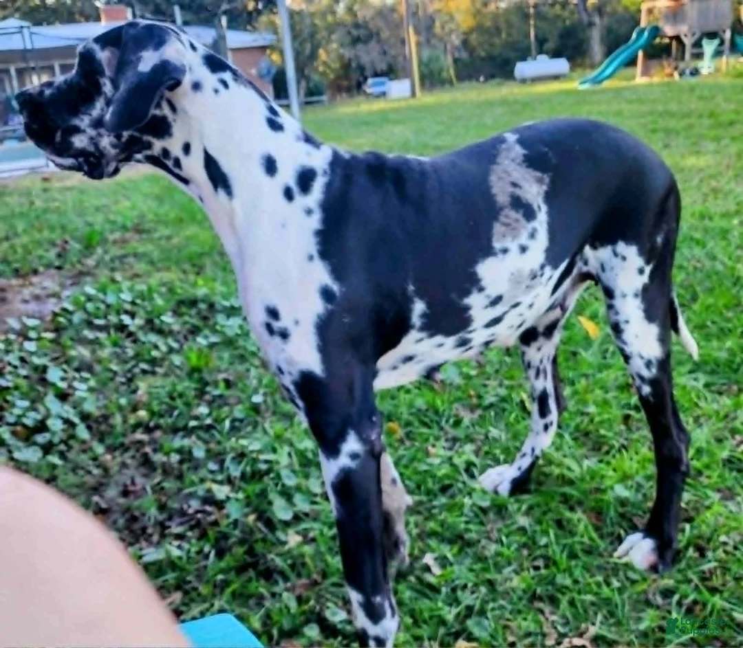 Great Dane dogs for sale: Black Male Blue Collar  - Ad 5