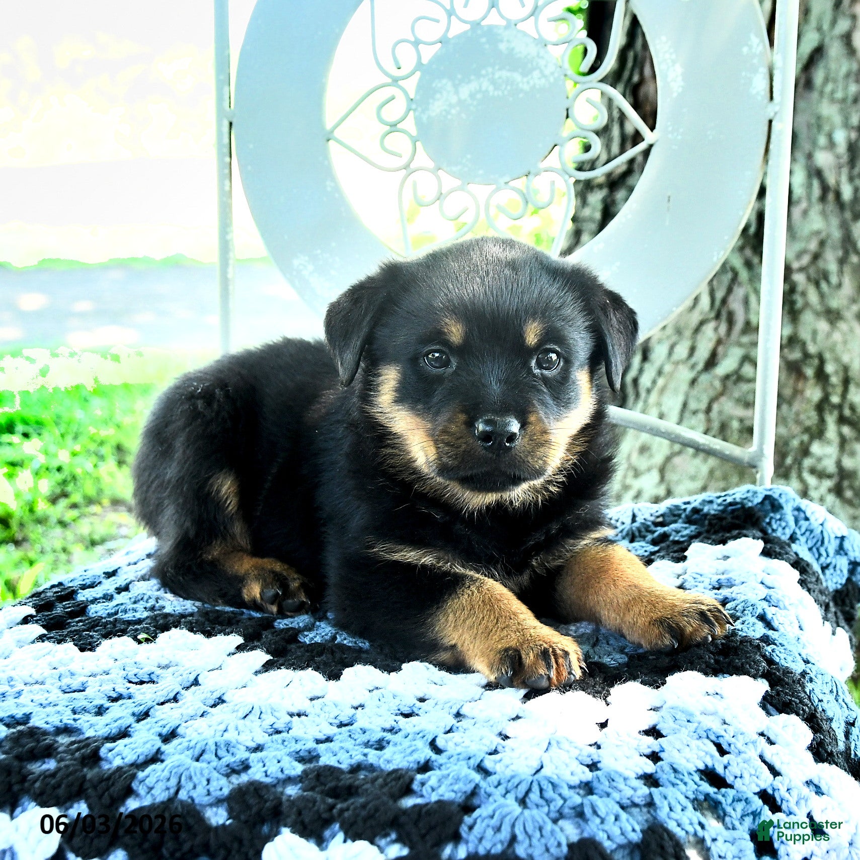 Rottweiler dogs Janie - Ad 2