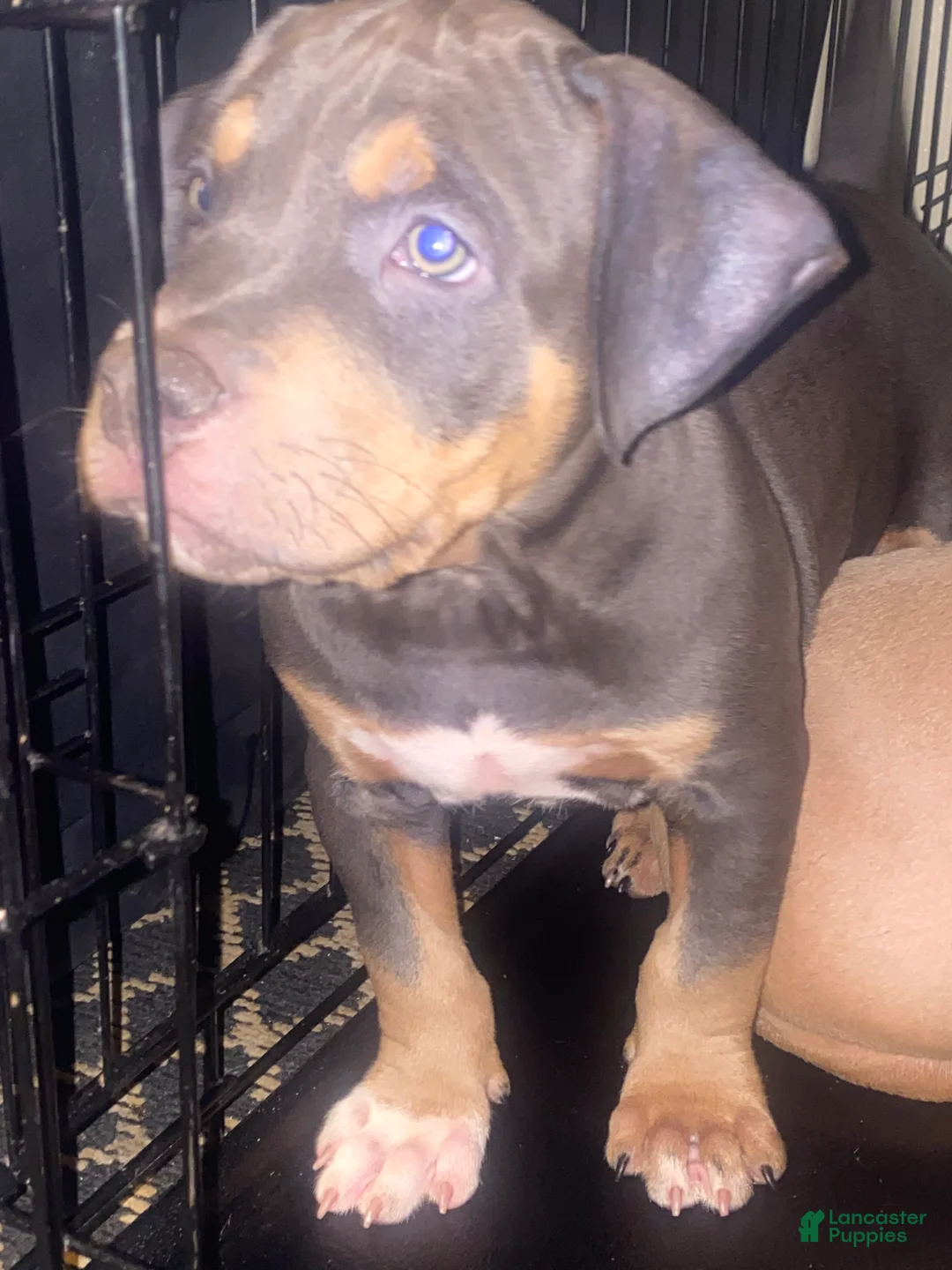 American Bully dogs for sale: American Bully Puppy 3 - Ad 1