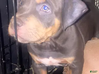 American Bully dogs American Bully Puppy 3 - Ad 31
