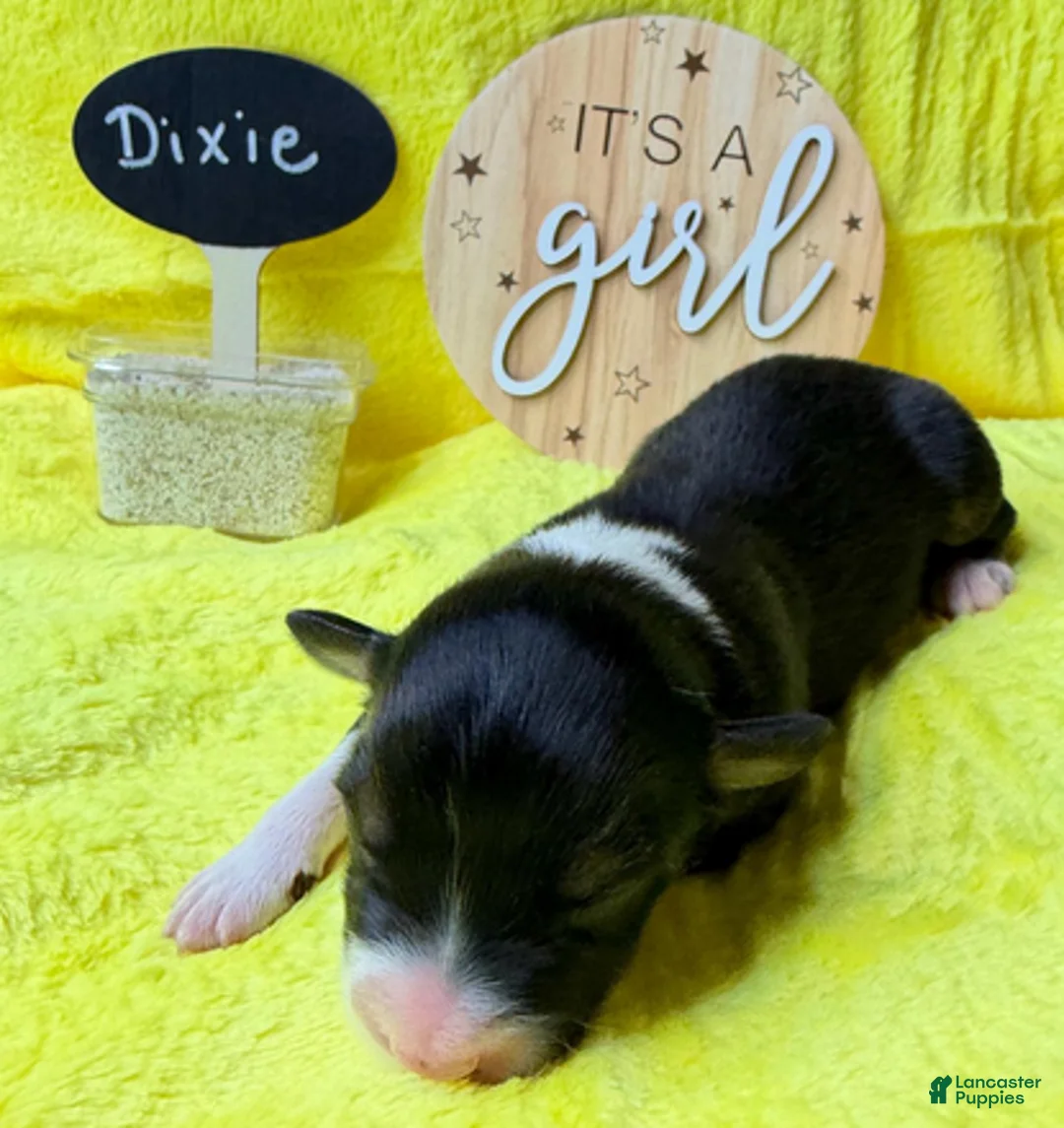 Australian Shepherd dogs for sale: Dixie - Ad 1