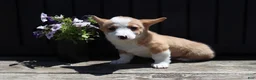 Welsh Corgi Pembroke dogs for sale: Seth - Ad 2