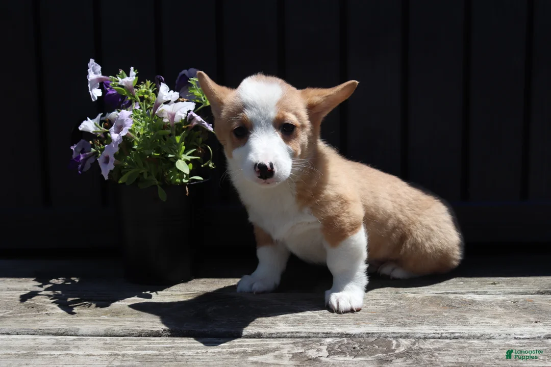 Welsh Corgi Pembroke dogs for sale: Seth - Ad 2