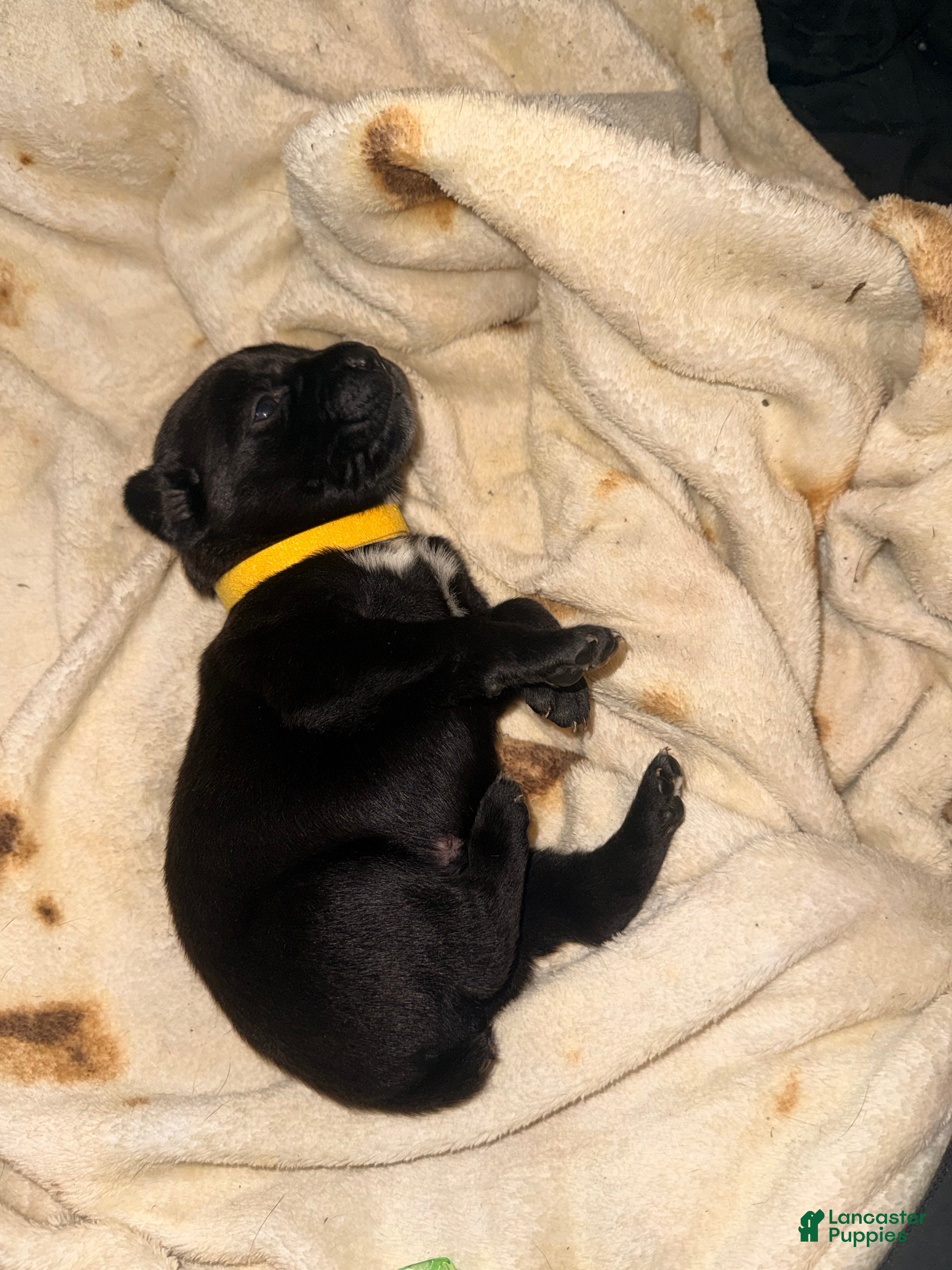 Cane Corso dogs Crowley AKC yellow collar - Ad 10
