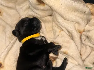 Cane Corso dogs Crowley AKC yellow collar - Ad 4