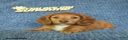 Miniature Dachshund dogs for sale: Jordan  - Ad 5