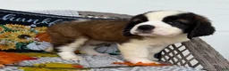 Saint Bernard dogs for sale: Princess - Ad 5