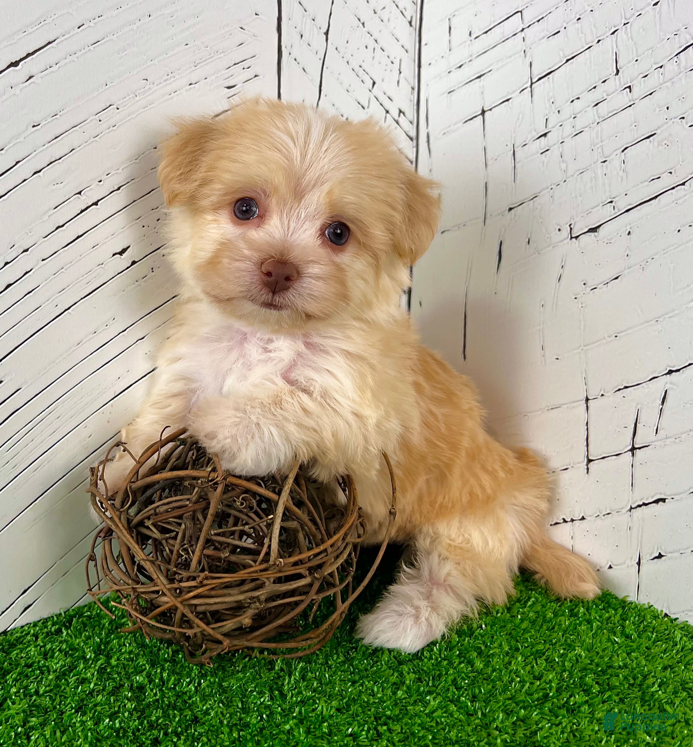 Havanese dogs Archie - Ad 1