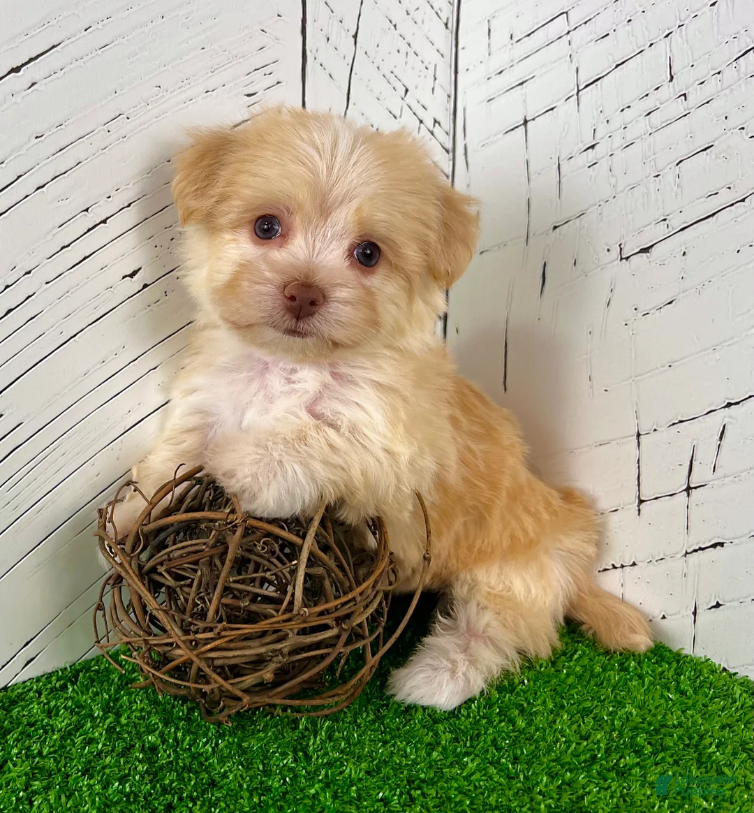 Havanese dogs for sale: Archie - Ad 1