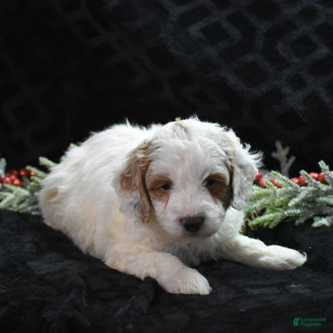 Mini Goldendoodle dogs for sale: Gordy - Ad 6