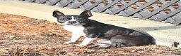 Boston Terrier dogs for sale: Bitzy - Ad 5