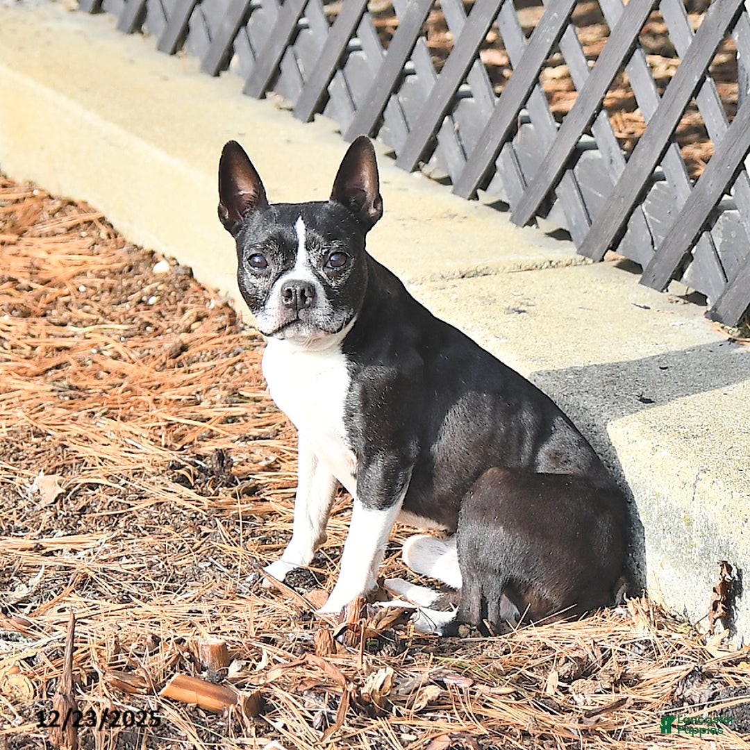 Boston Terrier dogs for sale: Bitzy - Ad 5