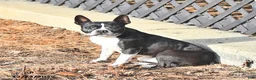 Boston Terrier dogs for sale: Jack  - Ad 8