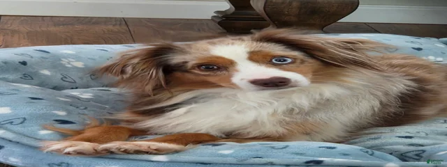 Phoebe