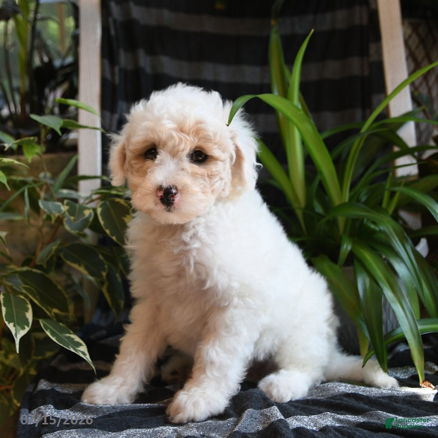 Bichpoo dogs Birdie - Ad 1