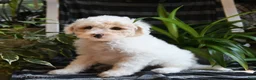 Bichpoo dogs for sale: Birdie - Ad 1