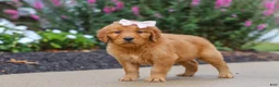 Golden Retriever dogs for sale: Goldie - Ad 5