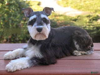 Miniature Schnauzer dogs Walker - Ad 22