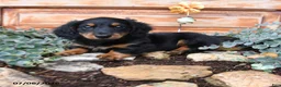 Miniature Dachshund dogs for sale: Randy - Ad 2
