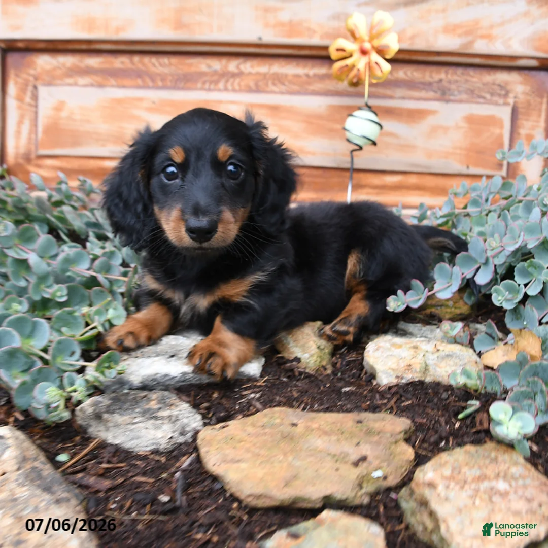 Miniature Dachshund dogs for sale: Randy - Ad 2