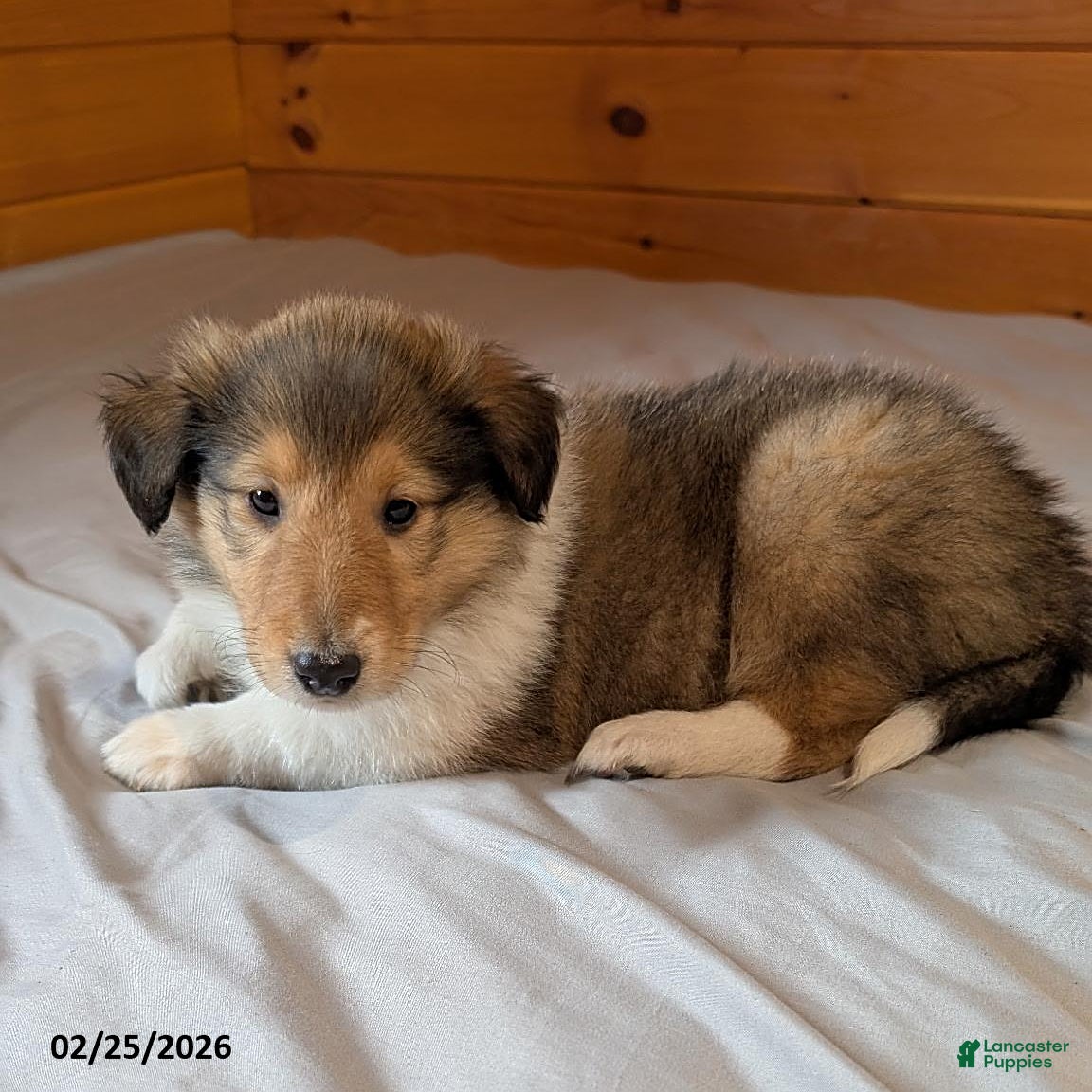 Collie dogs Carin - Ad 2