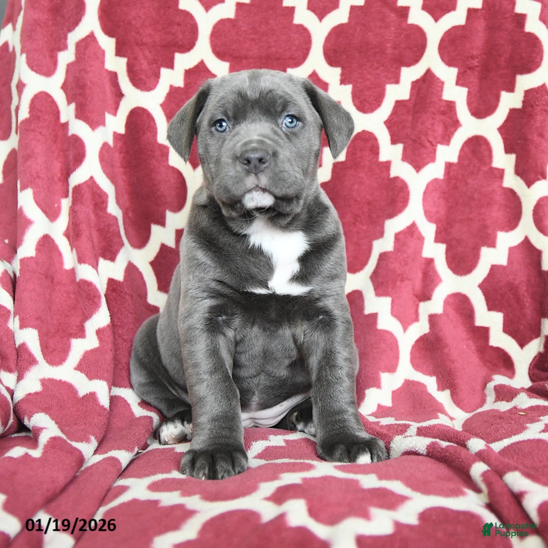 Cane Corso dogs for sale: Bella Mia - Ad 2
