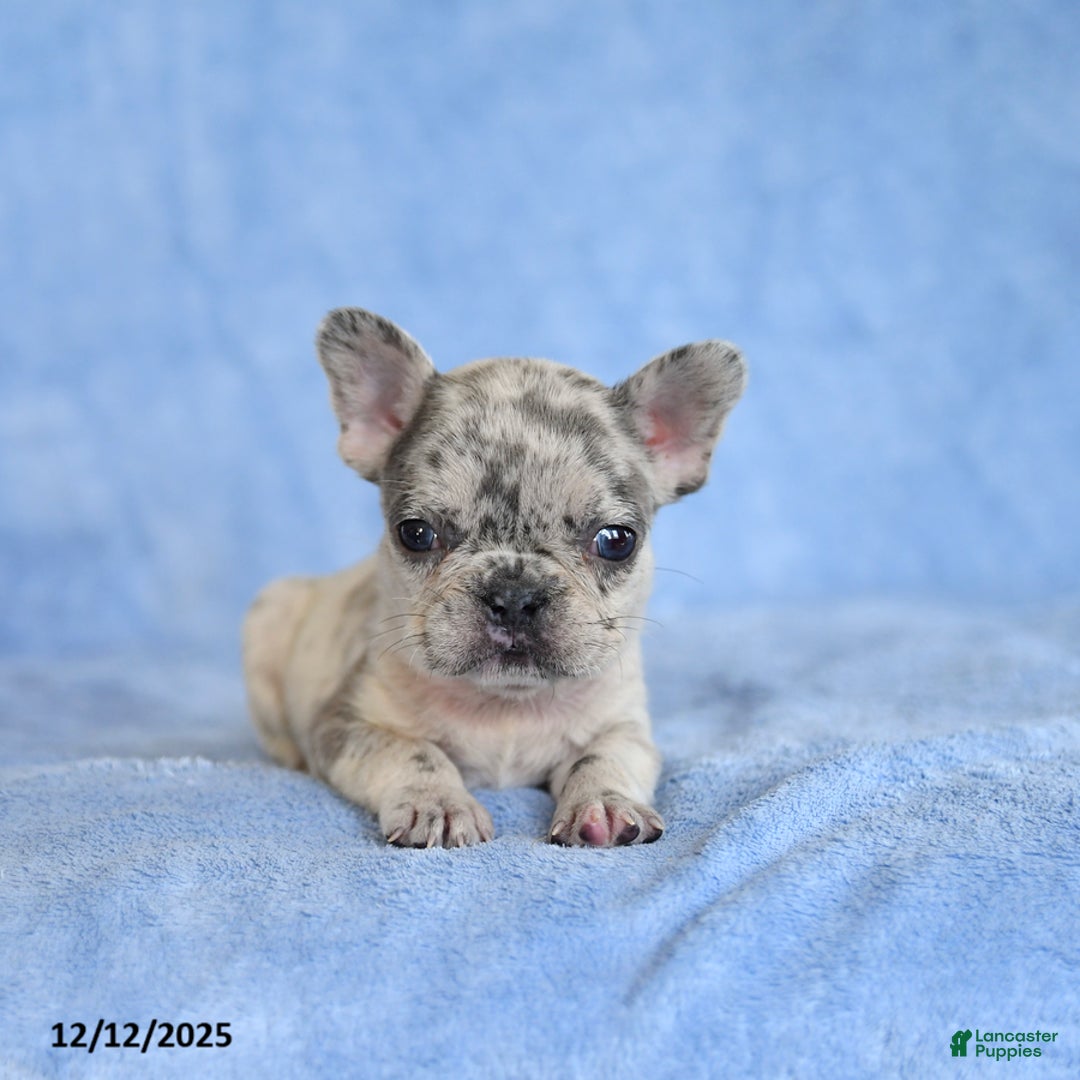 French Bulldog dogs for sale: Zula - Ad 2