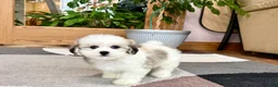 Mixed Breed dogs for sale: Lhasa/Maltese female 2 - Ad 7