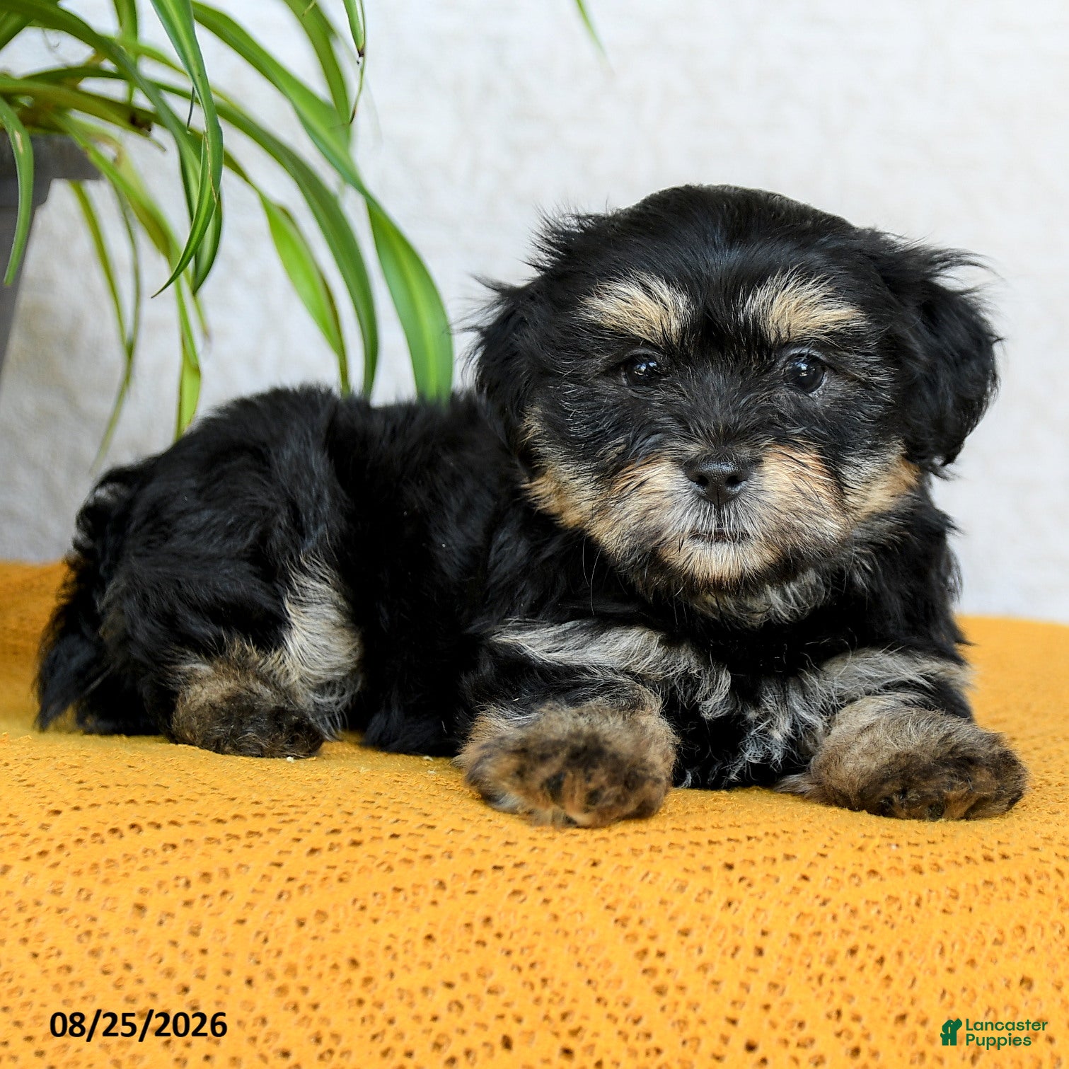 Teddy Bear dogs Hunter - Ad 2