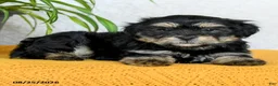 Teddy Bear dogs for sale: Hunter - Ad 2