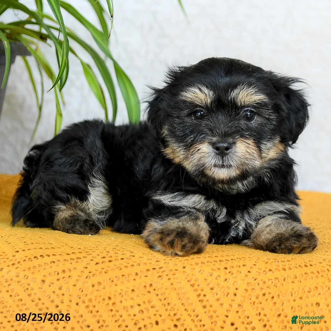 Teddy Bear dogs for sale: Hunter - Ad 2