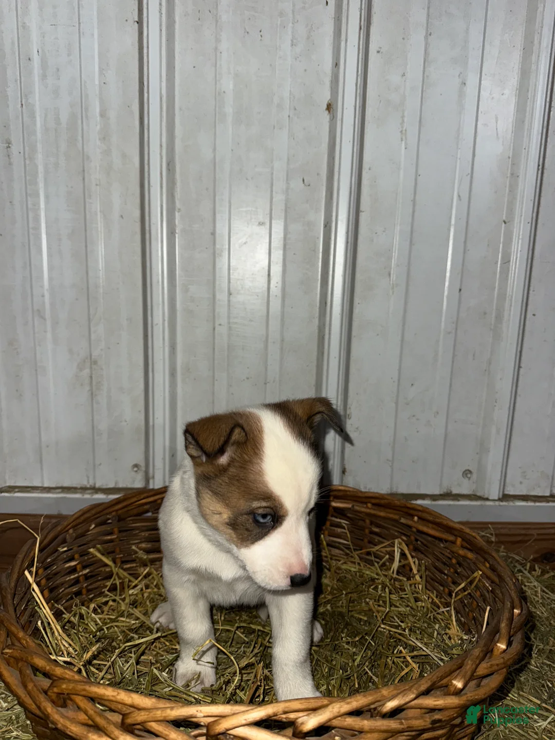 Mixed Breed dogs for sale: Whitey - Ad 2