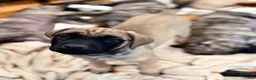 English Mastiff dogs for sale: English Mastiff Fawn Male - Ad 6