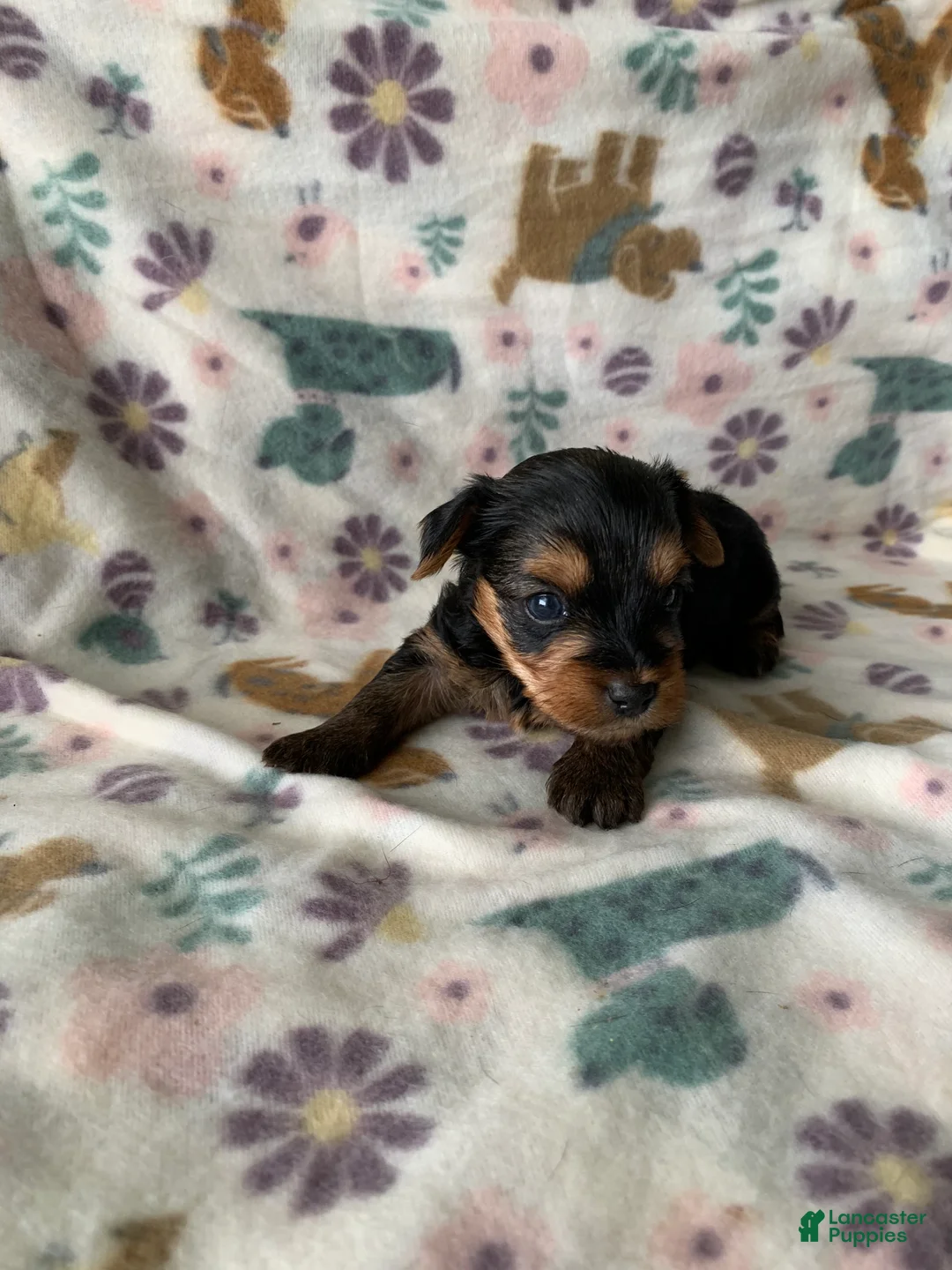 Yorkshire Terrier dogs for sale: Max - Ad 1