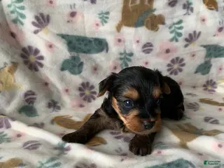 Yorkshire Terrier dogs Max - Ad 33