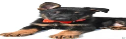 German Shepherd dogs for sale: Lance - Ad 5