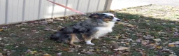 Miniature Australian Shepherd dogs for sale: Mardie - Ad 5