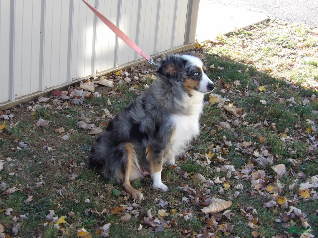 Miniature Australian Shepherd dogs for sale: Mardie - Ad 5