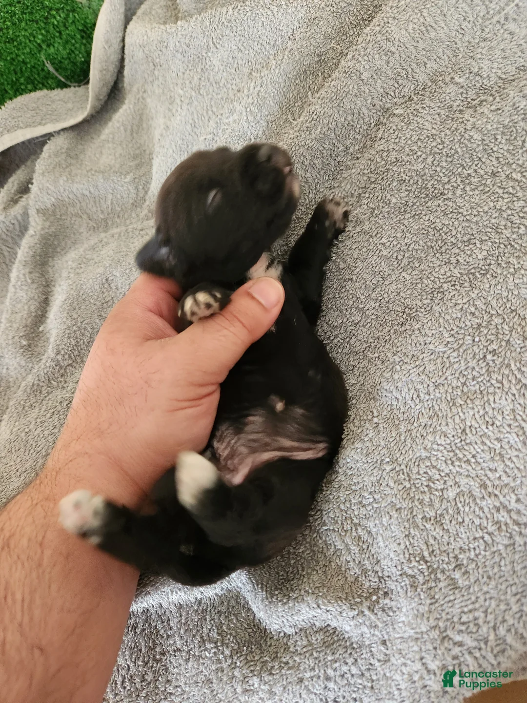 Mixed Breed dogs for sale: White Slippers - Ad 2