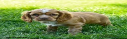 Cocker Spaniel dogs for sale: Starbucks - Ad 4